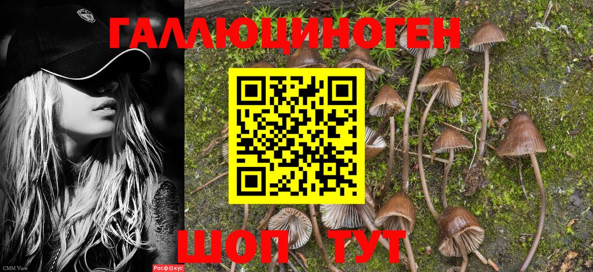 Галлюциногенные грибы Psilocybine cubensis  Вход с VPN  Ржев  магазин  наркотиков  Галлюциногенные грибы GOLDEN TEACHER 